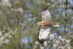 Eurasian marsh harrier