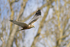 Eurasian marsh harrier