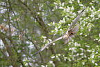 Eurasian marsh harrier