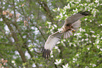 Eurasian marsh harrier