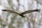 Eurasian marsh harrier