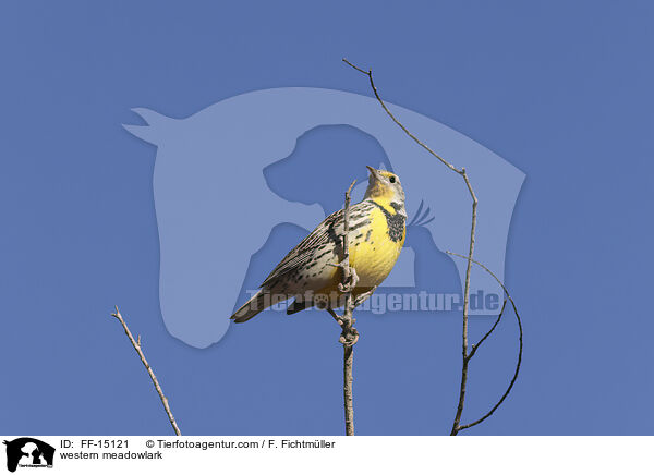 Wiesenstrling / western meadowlark / FF-15121