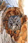 western screech-owl