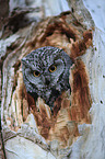 western screech-owl