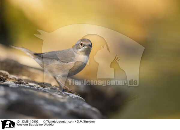 Western Subalpine Warbler / DMS-15803