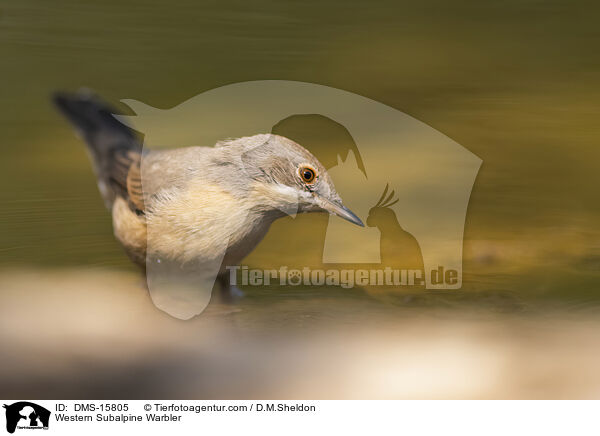 Western Subalpine Warbler / DMS-15805