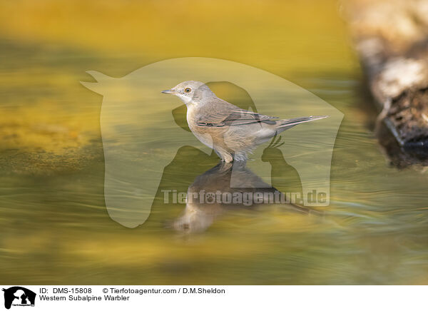 Western Subalpine Warbler / DMS-15808