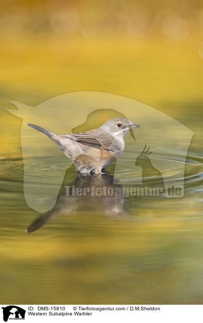 Western Subalpine Warbler / DMS-15810