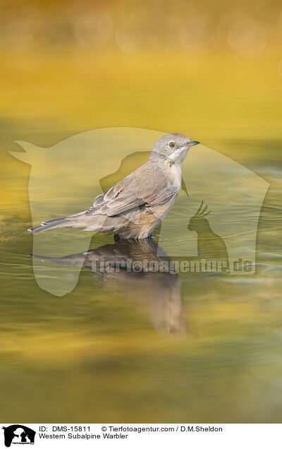 Western Subalpine Warbler / DMS-15811