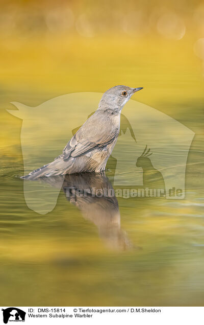 Western Subalpine Warbler / DMS-15814
