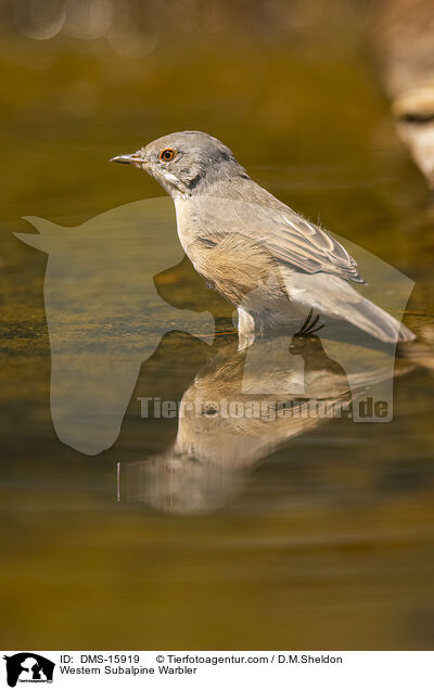 Western Subalpine Warbler / DMS-15919