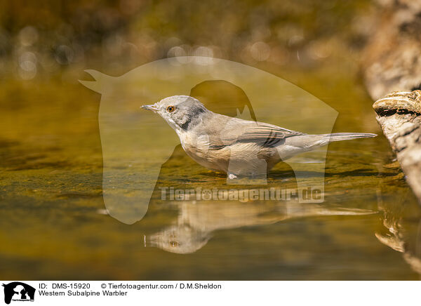 Western Subalpine Warbler / DMS-15920