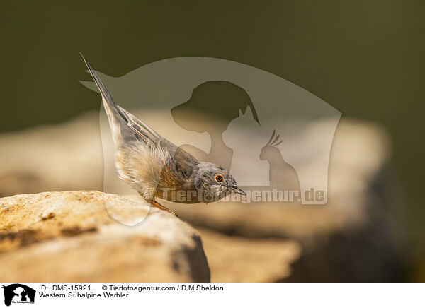 Westliche Weibartgrasmcke / Western Subalpine Warbler / DMS-15921