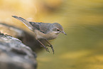 Western Subalpine Warbler