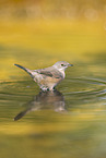 Western Subalpine Warbler
