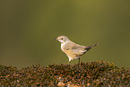 Western Subalpine Warbler