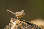 Western Subalpine Warbler
