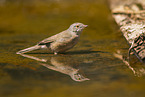 Western Subalpine Warbler