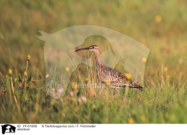 Regenbrachvogel / whimbrel / FF-01608