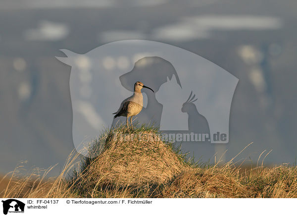 Regenbrachvogel / whimbrel / FF-04137