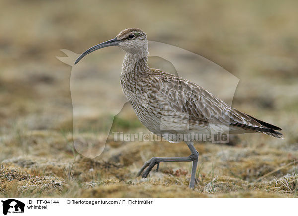 Regenbrachvogel / whimbrel / FF-04144