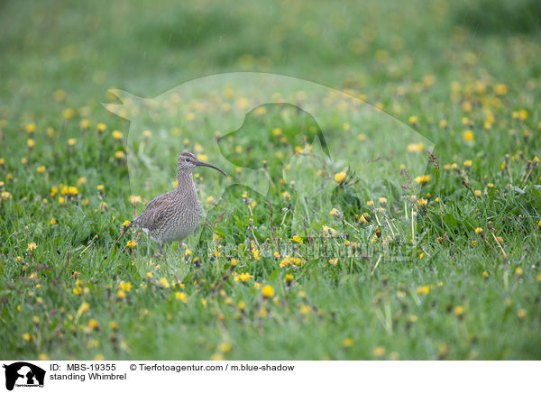 standing Whimbrel / MBS-19355