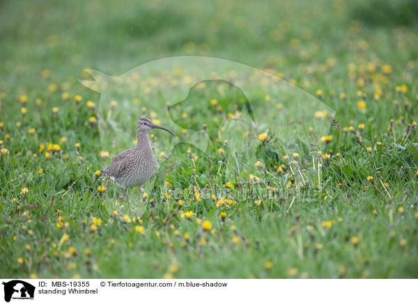 stehender Regenbrachvogel / standing Whimbrel / MBS-19355
