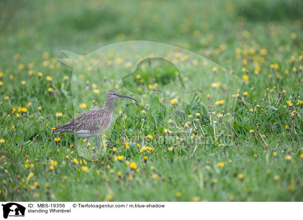 standing Whimbrel / MBS-19356