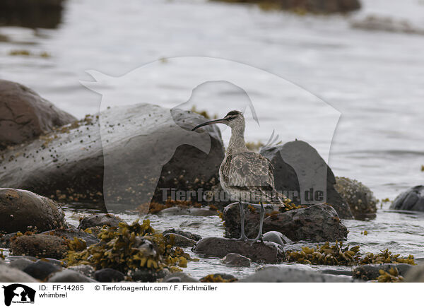 Regenbrachvogel / whimbrel / FF-14265