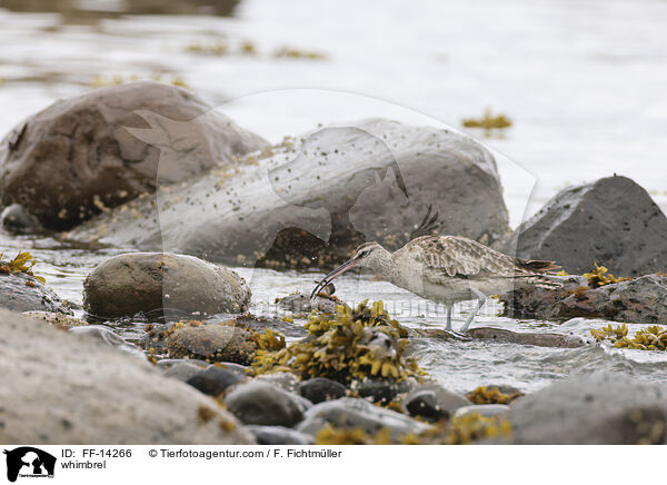 Regenbrachvogel / whimbrel / FF-14266