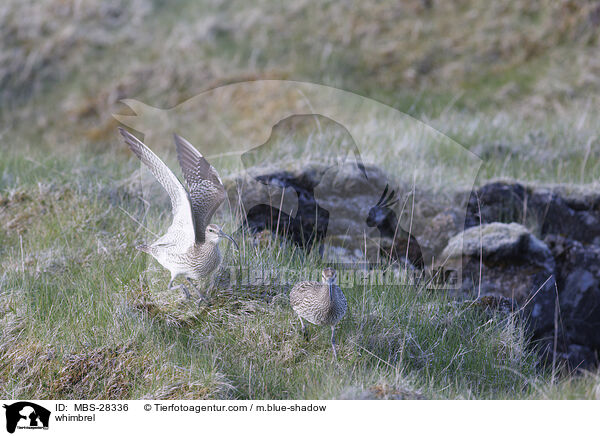 Regenbrachvogel / whimbrel / MBS-28336