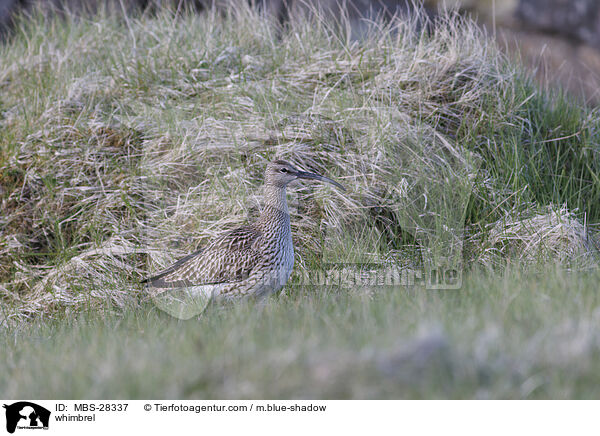 whimbrel / MBS-28337