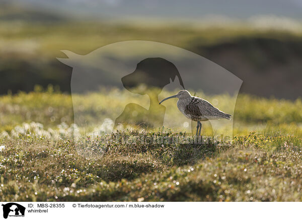 whimbrel / MBS-28355