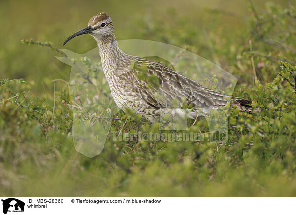 whimbrel / MBS-28360