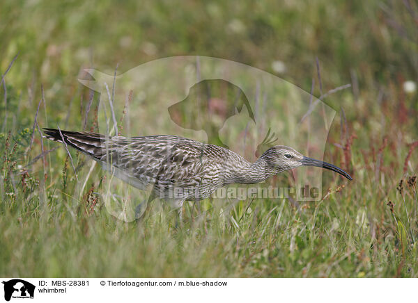 Regenbrachvogel / whimbrel / MBS-28381