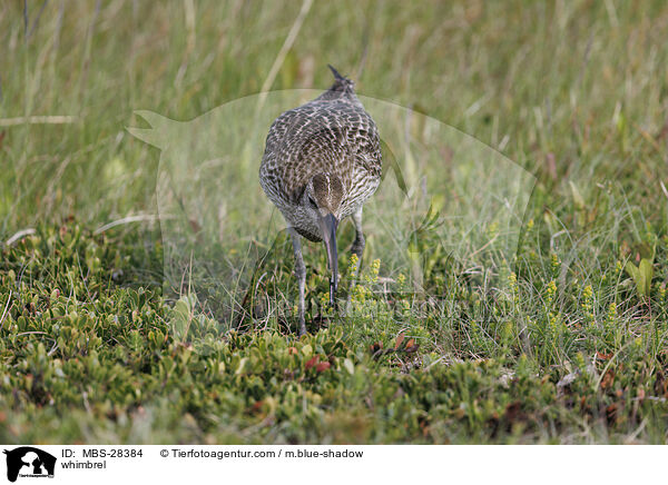 whimbrel / MBS-28384