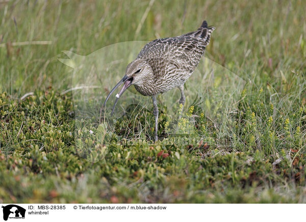 Regenbrachvogel / whimbrel / MBS-28385