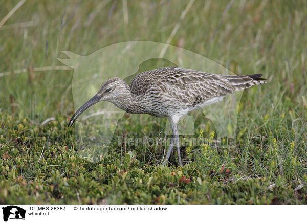 Regenbrachvogel / whimbrel / MBS-28387