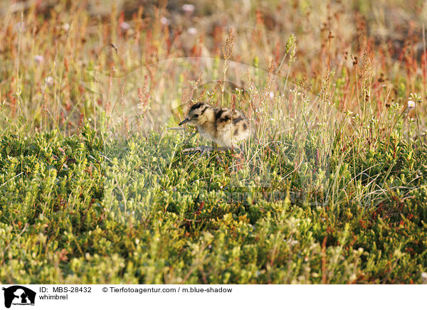 Regenbrachvogel / whimbrel / MBS-28432