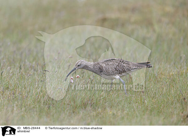 Regenbrachvogel / whimbrel / MBS-28444