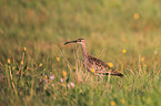 whimbrel