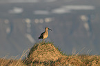 whimbrel