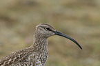 whimbrel