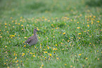 standing Whimbrel