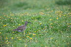 standing Whimbrel