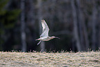 whimbrel