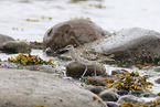 whimbrel