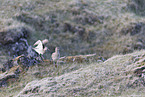 whimbrel