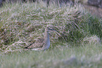 whimbrel