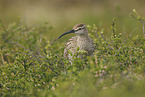 whimbrel
